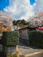 Daily life during spring in japan houses photo