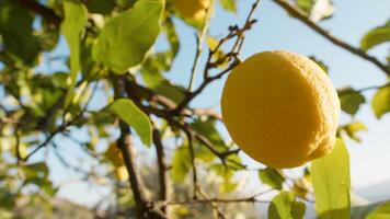 Bergamotto lemon At The Early Stages Of Growth photo