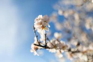 Almond Tree Branches During The Coming Of Spring photo