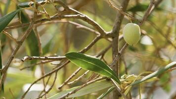 Olives on tree branch photo