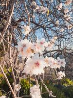 blanco flores en rama en primavera foto