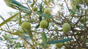 verde aceitunas en árbol rama foto