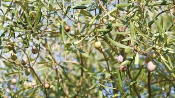 branch with Italian green olives photo