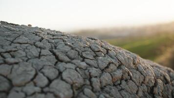 Dry Ground With Cracks. Close up photo