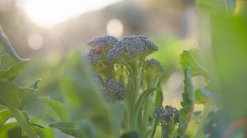 Purple Broccoli Growing In The Green Nature photo