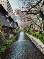 Water and colorful flora in Japan photo