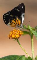 Carperwhite belenois java - Beautiful butterfly that sucks the nectar of Lantana camara flowers on the beach in the morning. photo