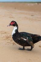 Cairina moschata - Domestic Muscovy Duck with Red Face photo