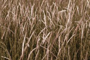 cylindrica reeds or cogon grass with Orange and teal preset photo