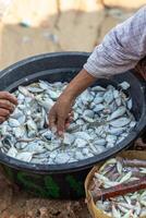 Piles of fresh sea fish caught by fishermen in the morning and sold at the local market on the beach photo