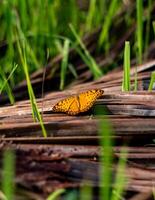 Common leopard butterfly or Phalanta phalantha perched on a dry coconut leaf exposed to morning sunlight photo