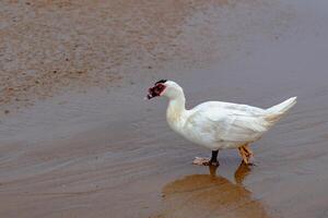 Cairina moschata - Domestic Muscovy Duck with Red Face looking for sandworms on the beach in the morning photo