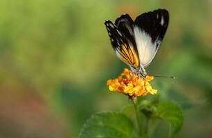 Carperwhite belenois java - Beautiful butterfly that sucks the nectar of Lantana camara flowers on the beach in the morning. photo