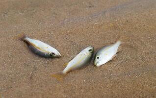 Small fish die due to tuba poisoning or Derris plants. environmental problems photo