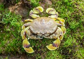 Spotted moon crab or Ashtoret lunaris on a mossy coral reef photo