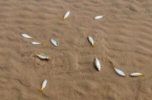 Small fish die due to tuba poisoning or Derris plants. environmental problems photo