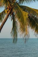 Coco palmas en el playa foto