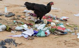 Mother hen with baby chicks looking for food in piles of rubbish scattered on the beach. plastic pollution, environmental problems photo