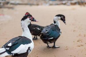 cerca arriba de Doméstico Moscovia Pato con rojo cara - cairina moschata foto