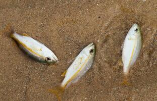 Small fish die due to tuba poisoning or Derris plants. environmental problems photo