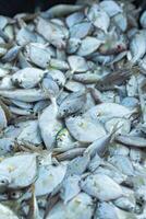 Piles of fresh sea fish caught by fishermen in the morning and sold at the local market on the beach photo