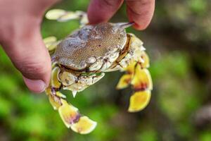 Spotted moon crab or Ashtoret lunaris in hand on mossy coral reef background photo