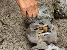 de alguien comestibles acostado en el arena, cuales contiene Fresco ingredientes desde el mar foto