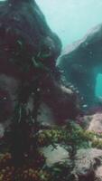 coral arrecife rebosante con un multitud de vistoso pescado nadando en unísono video