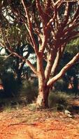 un' solitario albero in piedi alto nel un Aperto campo video