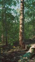 A serene and majestic birch forest with towering trees video