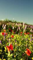 een levendig veld- van bloemen onder een Doorzichtig blauw lucht video