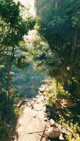 en flod löpning genom en frodig grön skog video