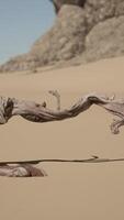 A tree branch in the sand with a mountain in the background video