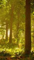 un lozano verde bosque con un denso pabellón de arboles y vibrante follaje video