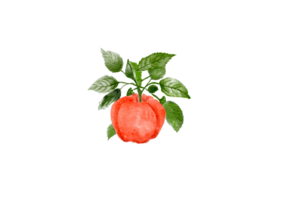 Watercolor red apple png