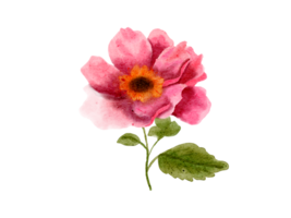 Watercolor spring flower png