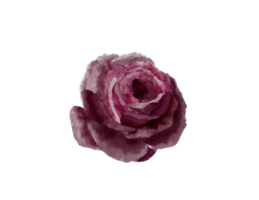 acuarela púrpura Rosa png