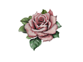 Watercolor pink rose png