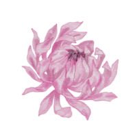 vattenfärg rosa krysantemum png