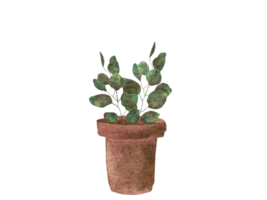 Watercolor plant in pot png