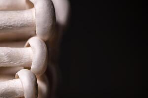 Closeup of a bunch of shimeji mushrooms on dark background, with selective focus photo