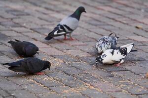 Side view of pigeon perched on the ground in the city on blurred background during the day photo