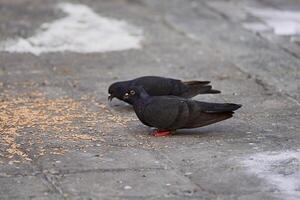 Side view of pigeon perched on the ground in the city on blurred background during the day photo