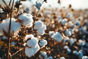 ai generado algodón granja durante cosecha estación. campo de algodón plantas con blanco bolitas sostenible y Respetuoso del medio ambiente práctica en un algodón granja. orgánico agricultura. crudo material para textil industria. foto