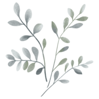 Watercolor plant. Grey color. Delicate watercolor botanical element for wedding invitations, save the date, thank you, greeting card, poster. Leaves elements. png