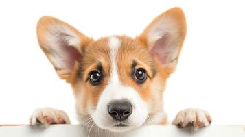 ai generado linda galés corgi pembroke perrito asomándose, aislado en blanco. foto