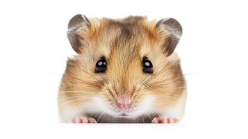 AI generated Hamster isolated on white background. photo