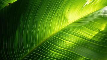 AI generated Banana leaf background. Tropical nature background. photo
