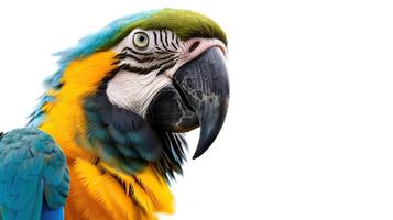 ai generado vistoso guacamayo loro aislado en blanco fondo, cerca arriba. foto