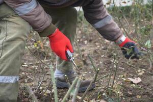 person kneeling on soil, cutting tree branches with scissors photo